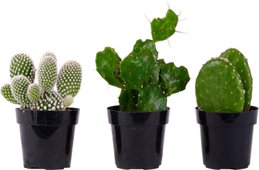 Cactus Trio - Assorted (XS)